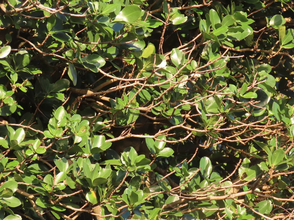 Corynocarpus Laevigatus