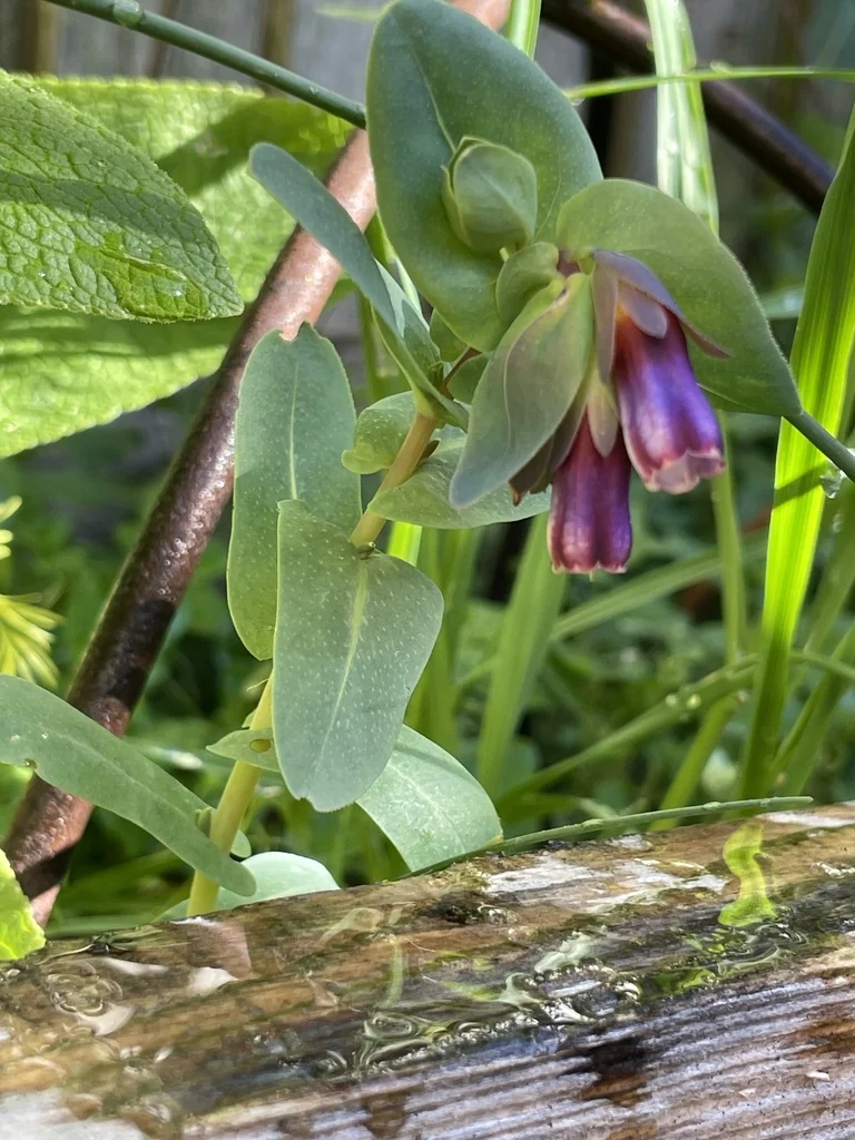 Cerinthe Major