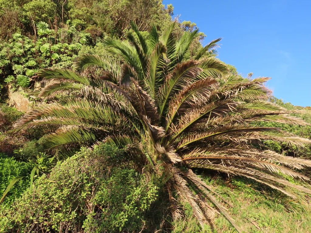 Phoenix Canariensis
