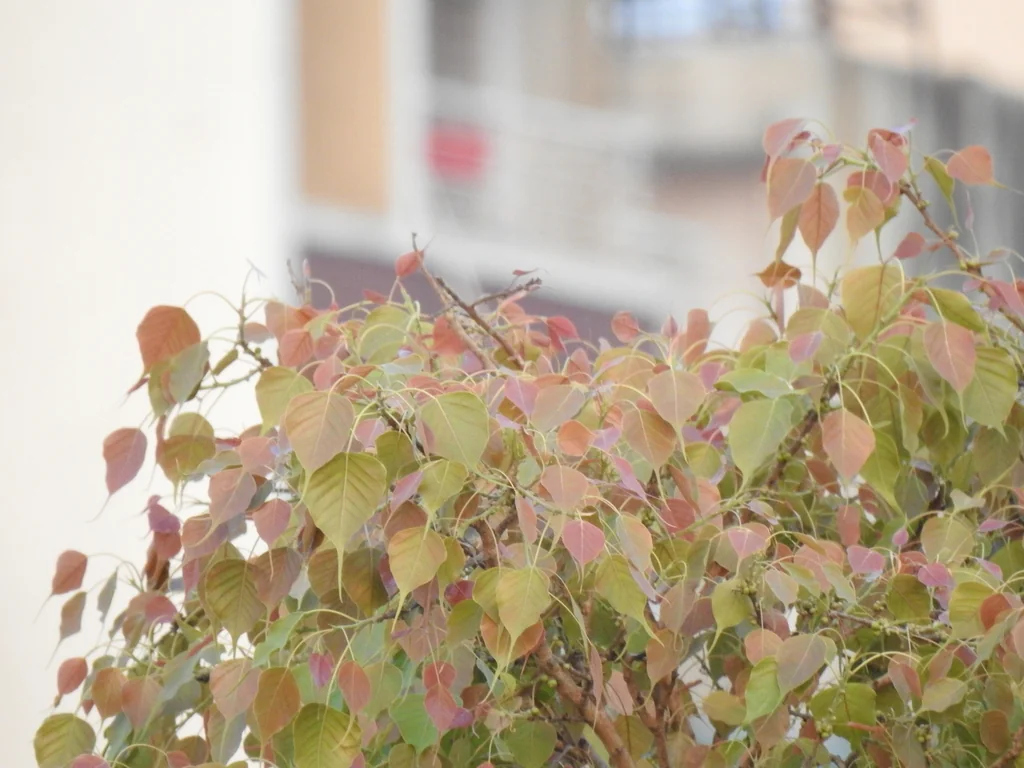 Ficus Religiosa