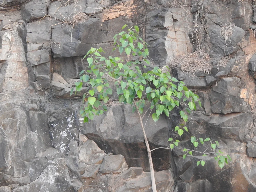 Ficus Religiosa