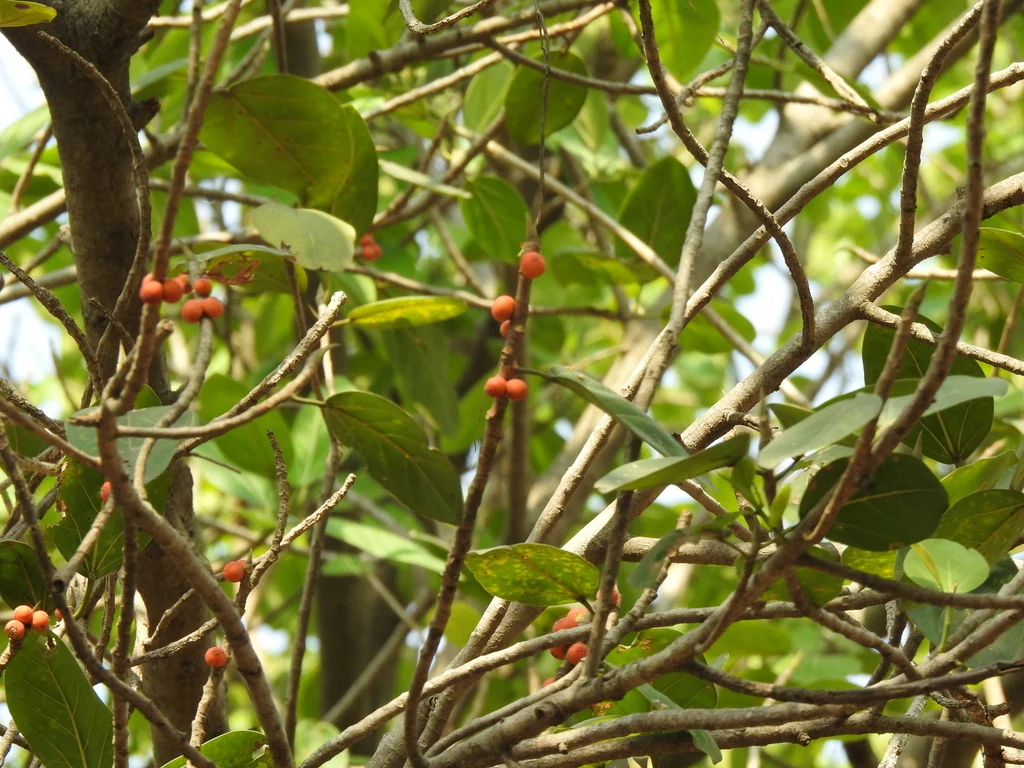 Ficus benghalensis