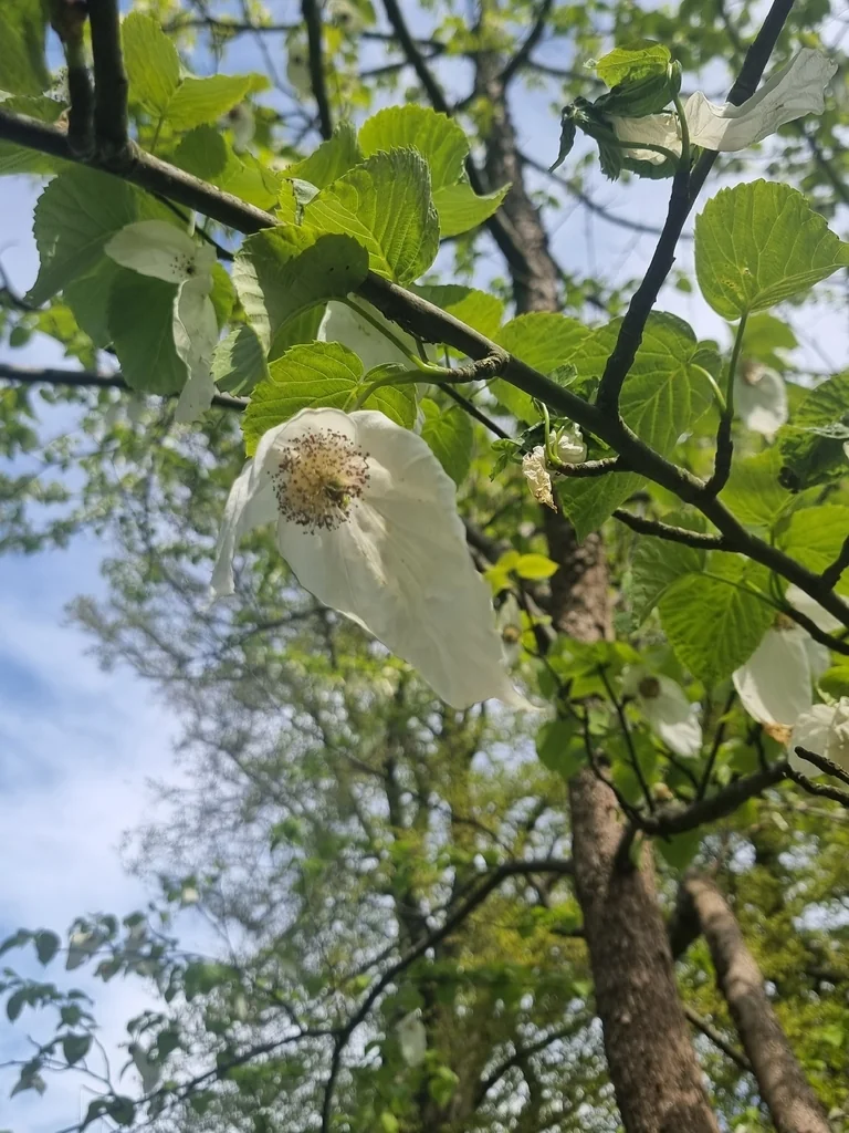 Davidia Involucrata