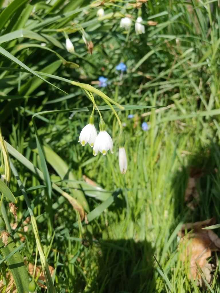 Leucojum Aestivum