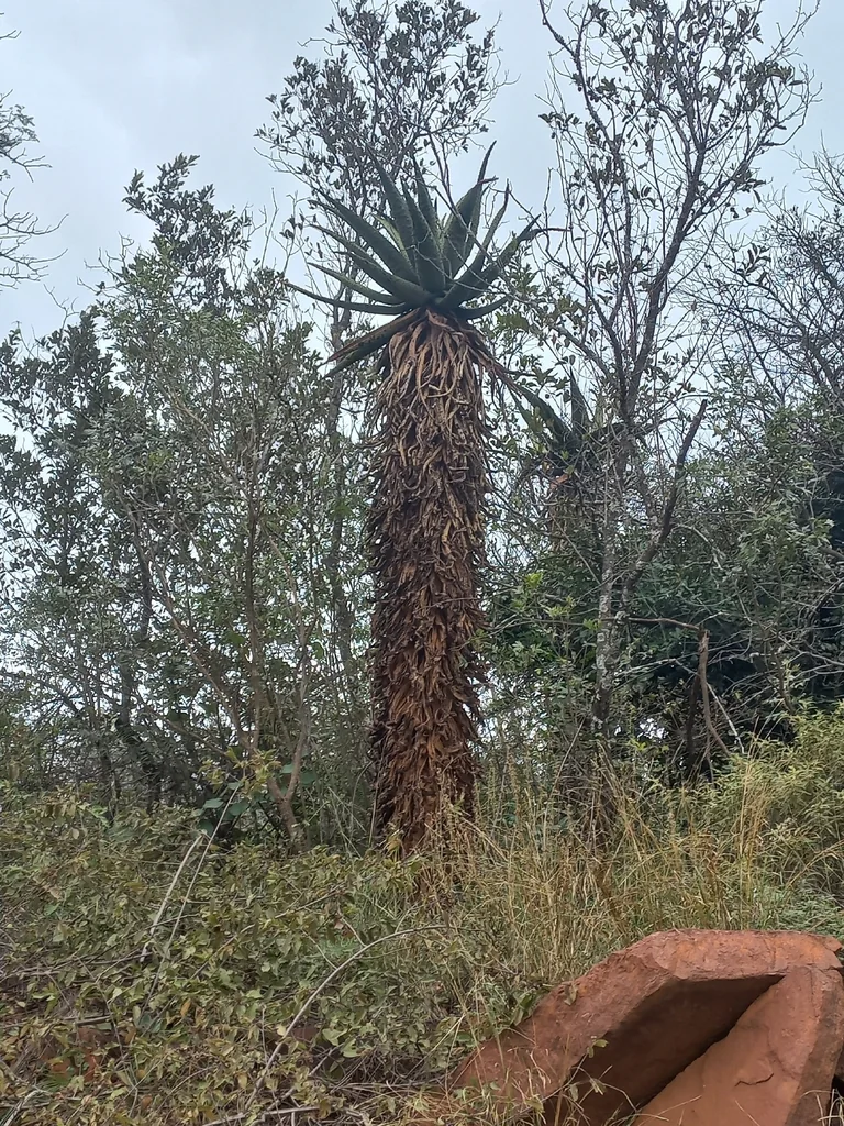 Aloe Marlothii
