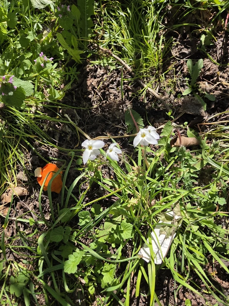 Ipheion Uniflorum