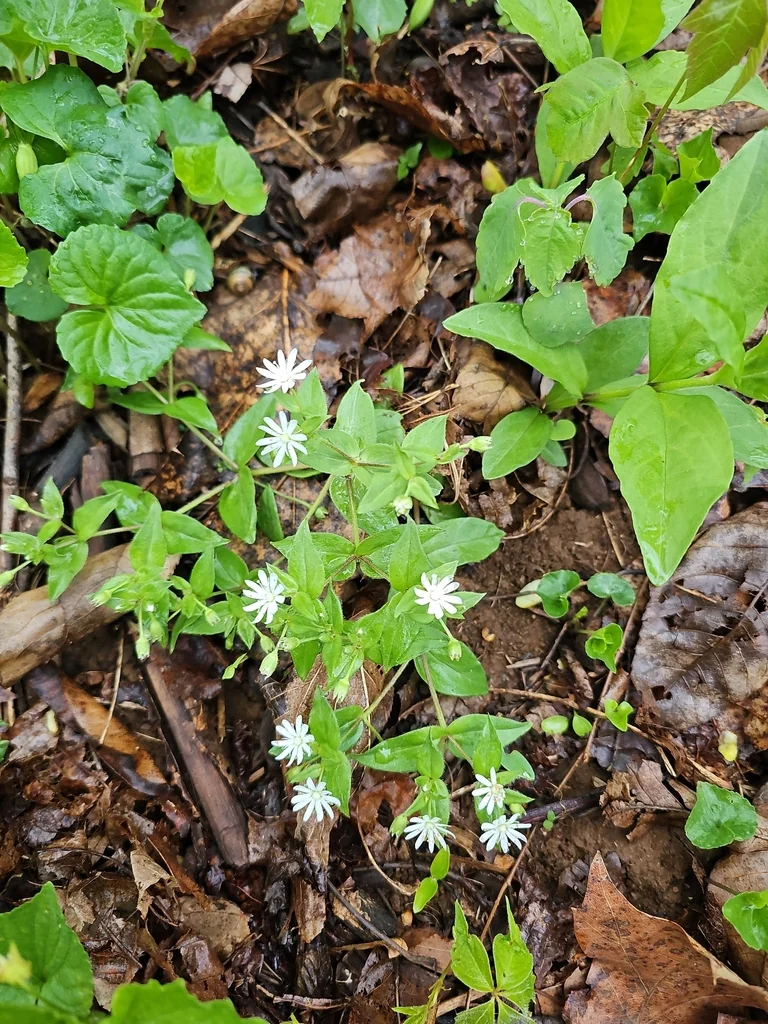 Stellaria Pubera