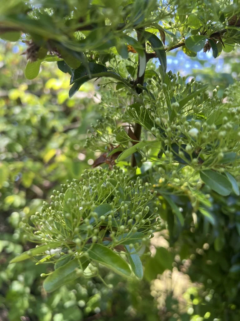 Pyracantha Coccinea
