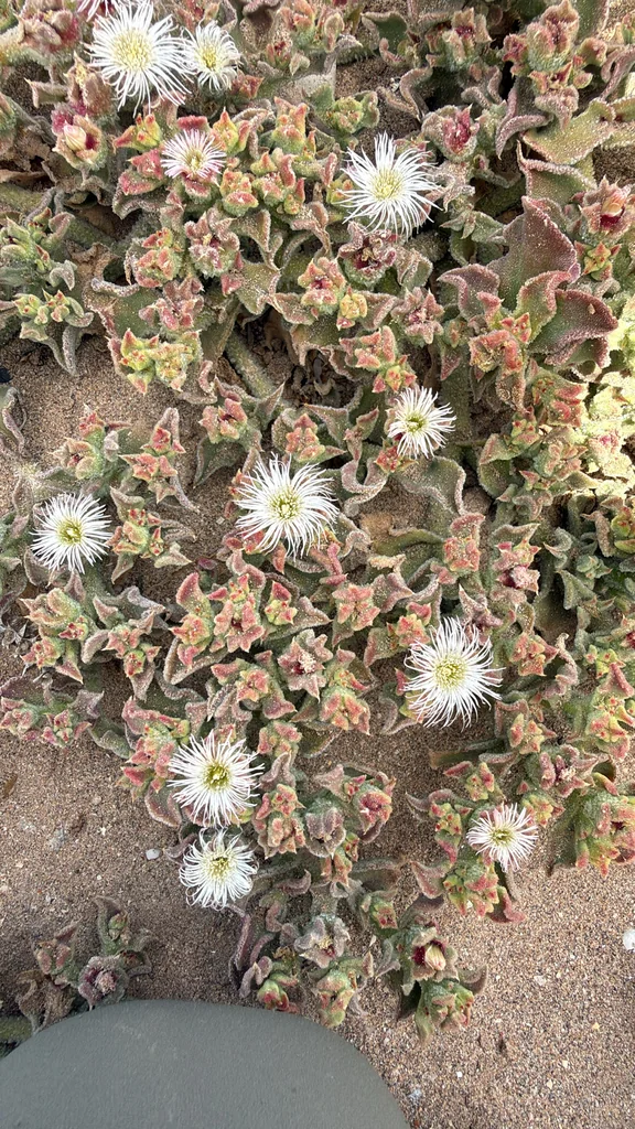 Mesembryanthemum Crystallinum