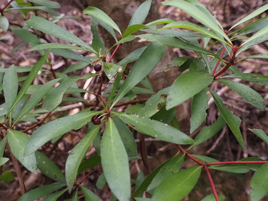 Drimys Lanceolata