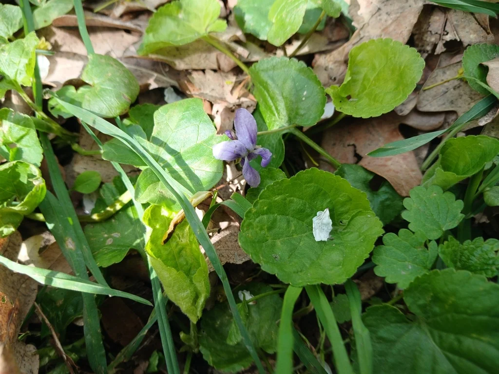 Viola Odorata