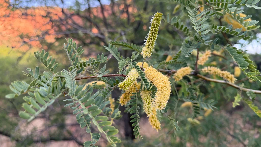 Prosopis Velutina