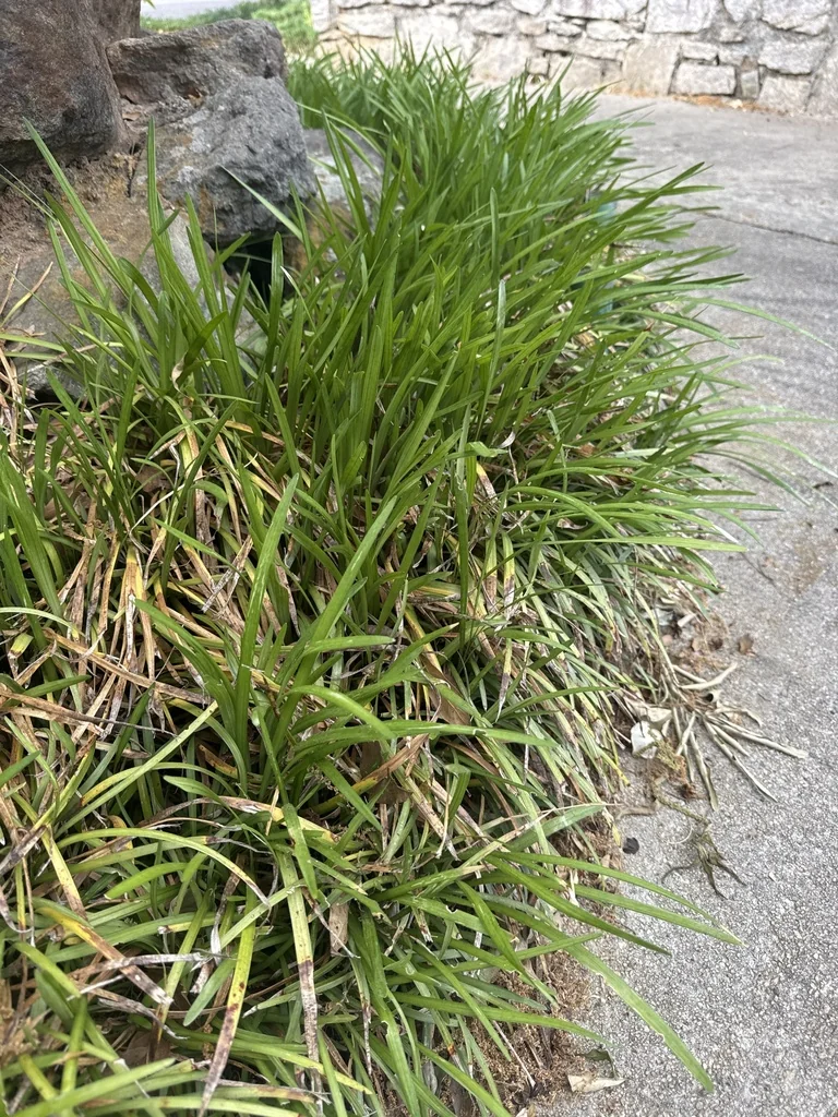 Liriope Muscari