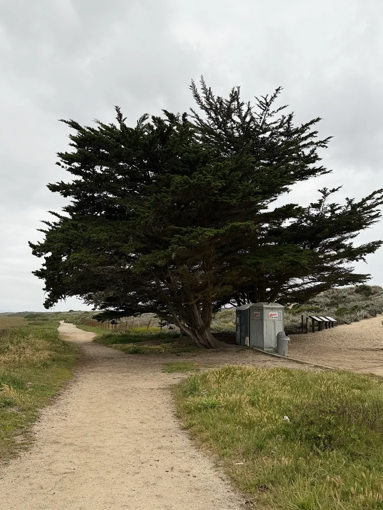 Cupressus Macrocarpa