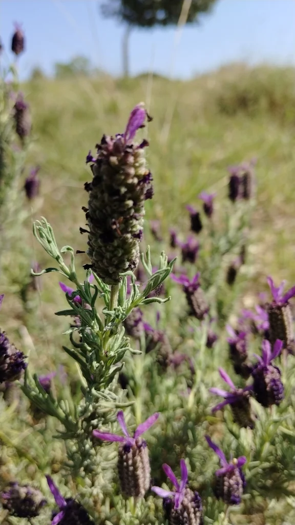 Lavandula Stoechas