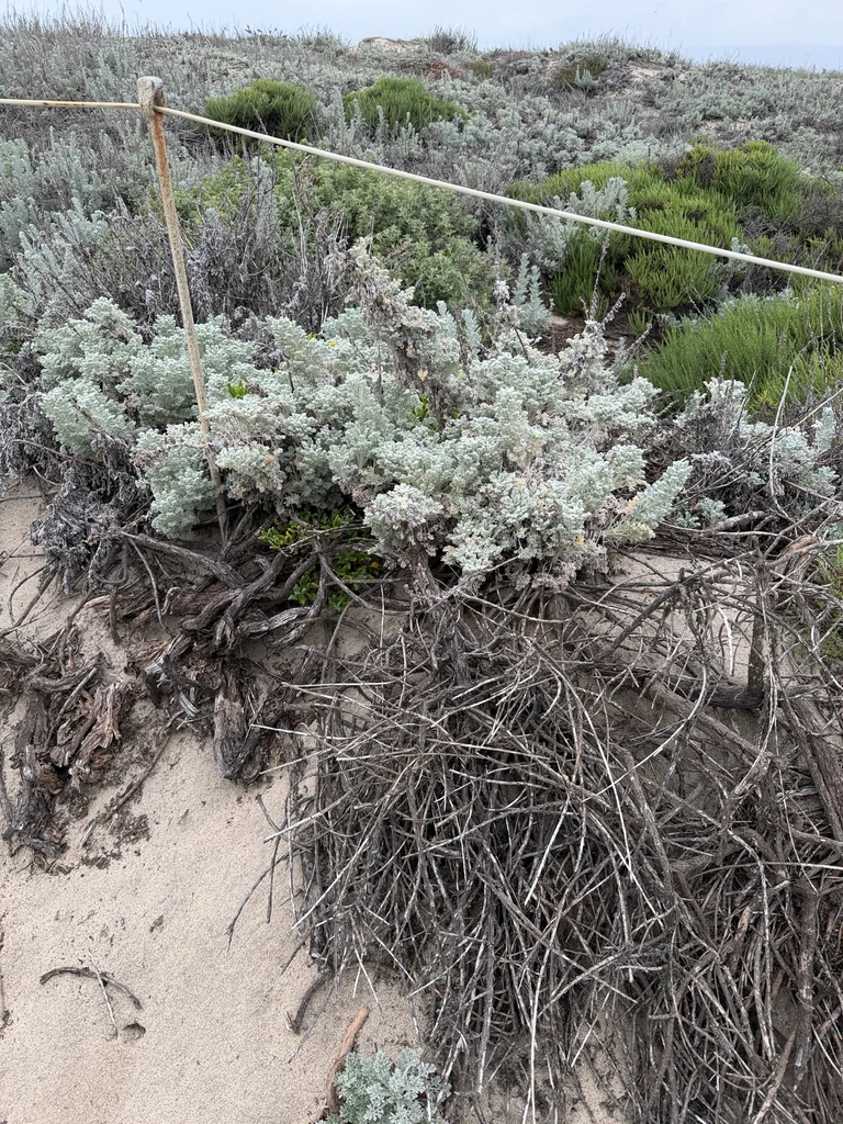 Artemisia Pycnocephala