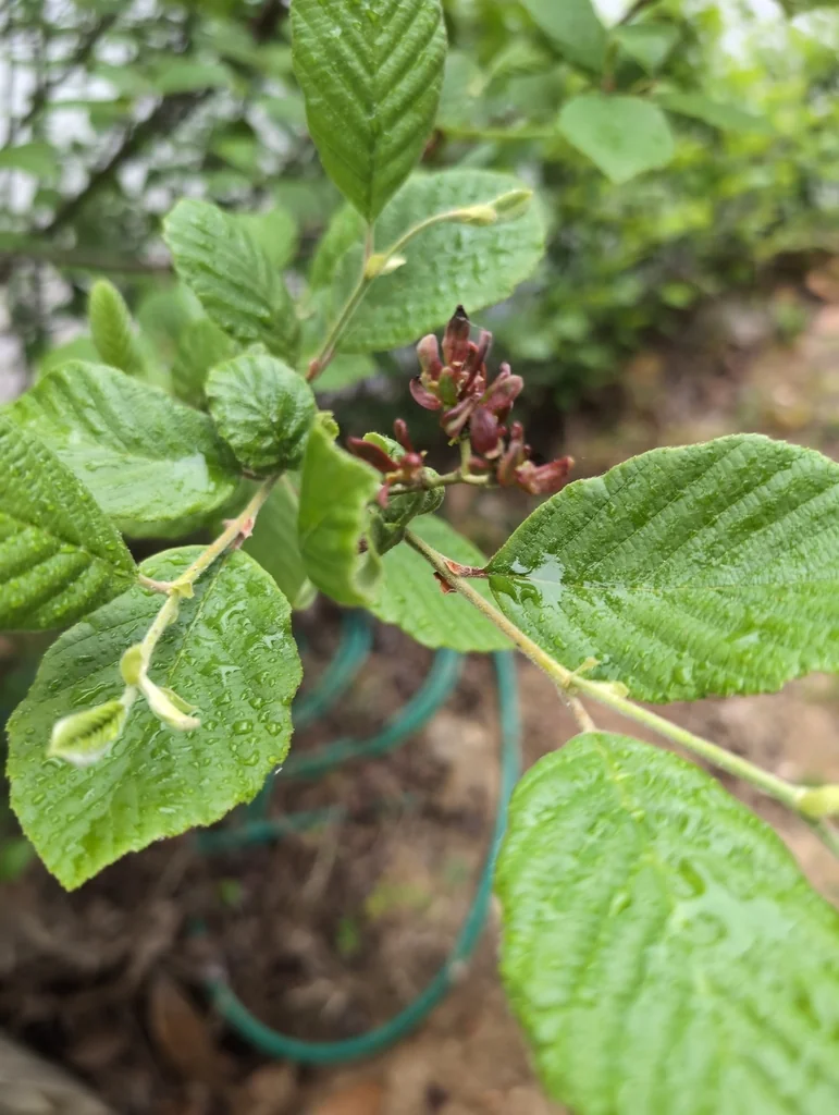 Alnus Serrulata