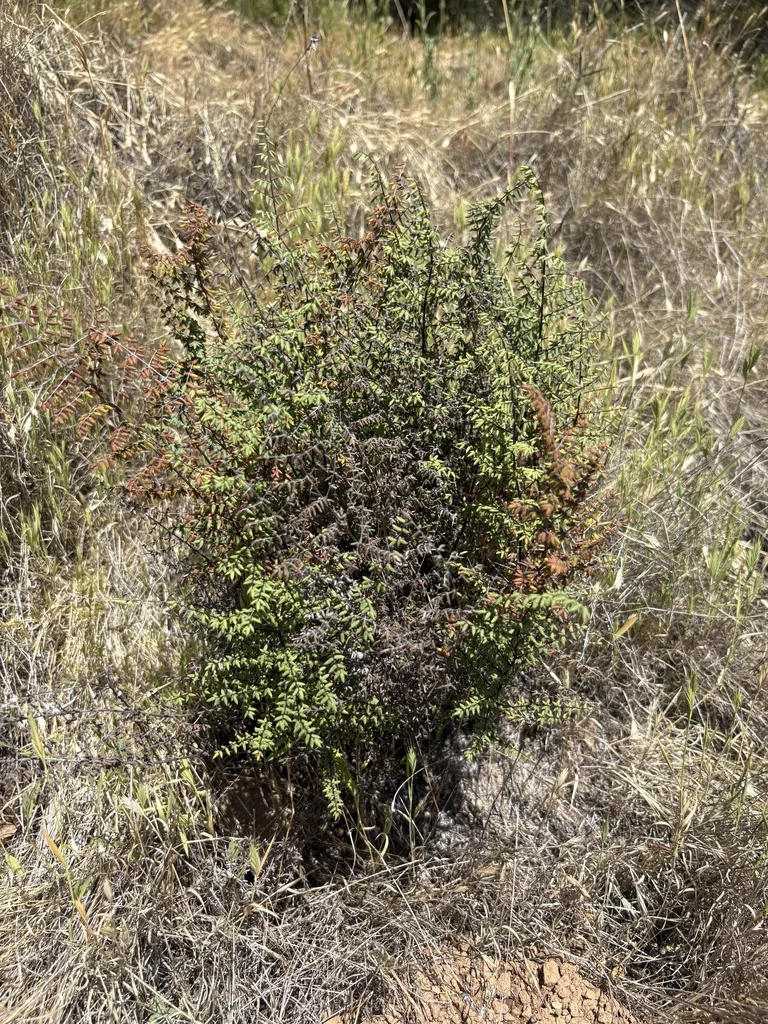 Pellaea Mucronata