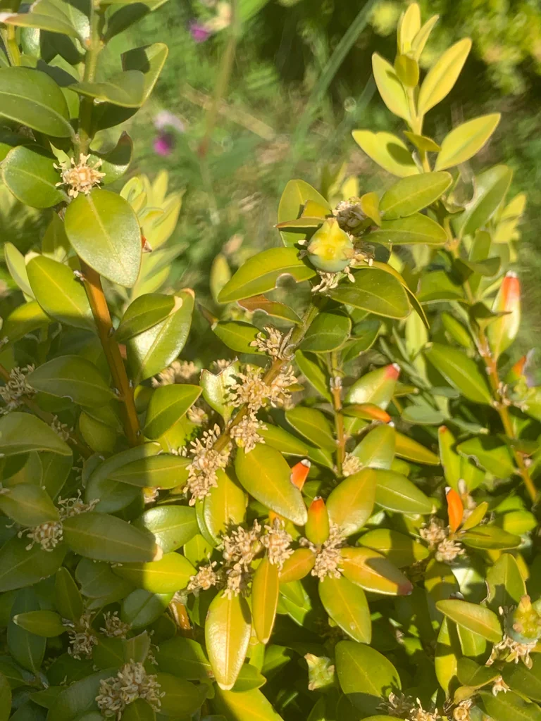 Buxus sempervirens