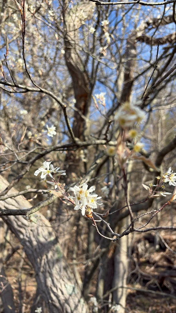 Amelanchier Arborea