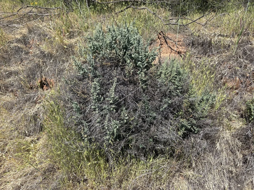 Pellaea Mucronata