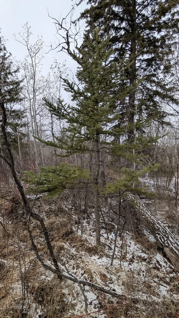Picea Glauca