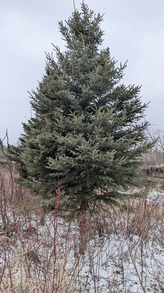 Picea Glauca