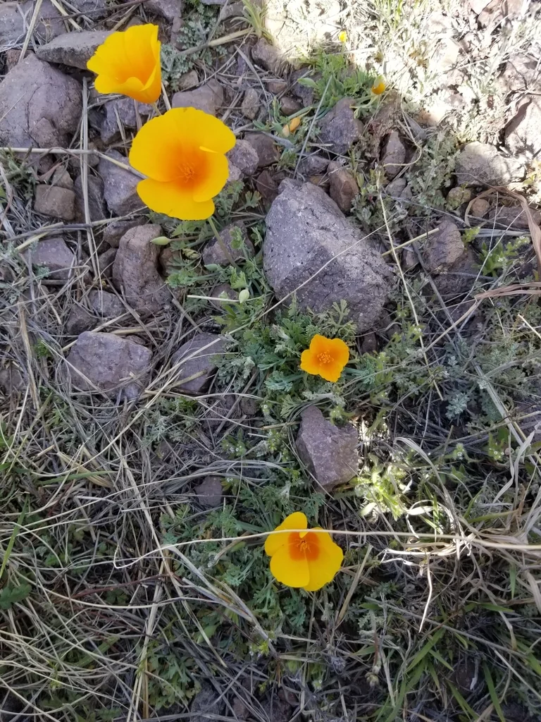 Eschscholzia Mexicana