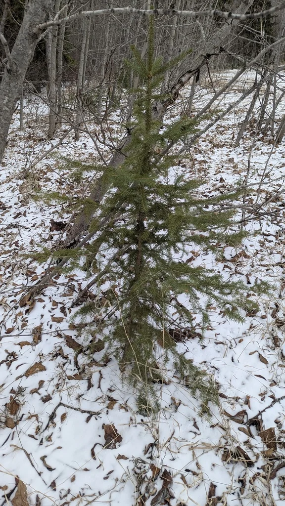Picea Glauca