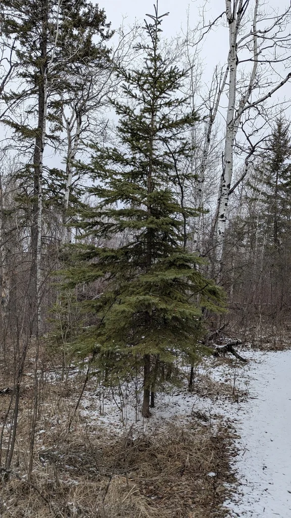 Picea Glauca