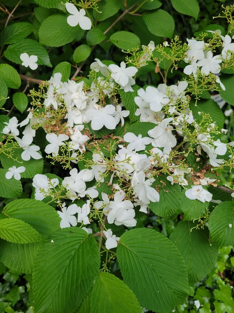 Viburnum Plicatum