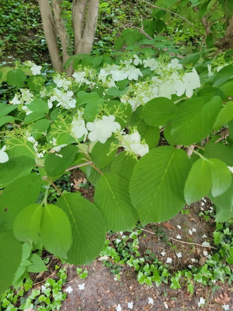 Viburnum Plicatum