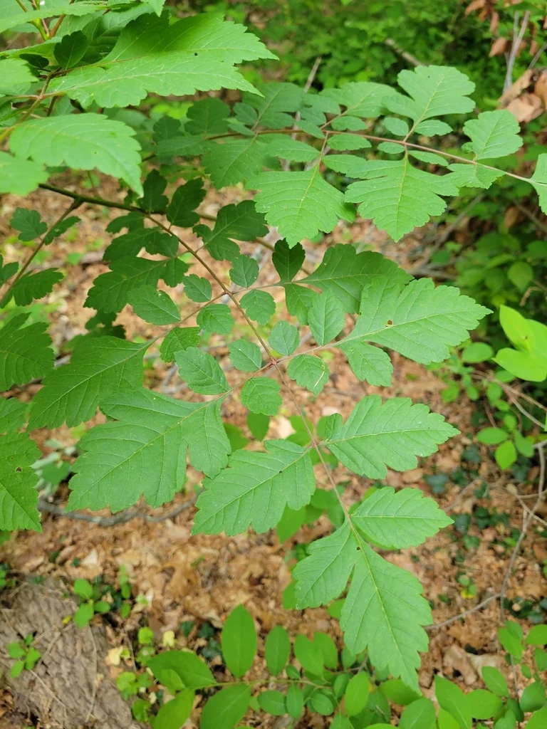 Koelreuteria Paniculata