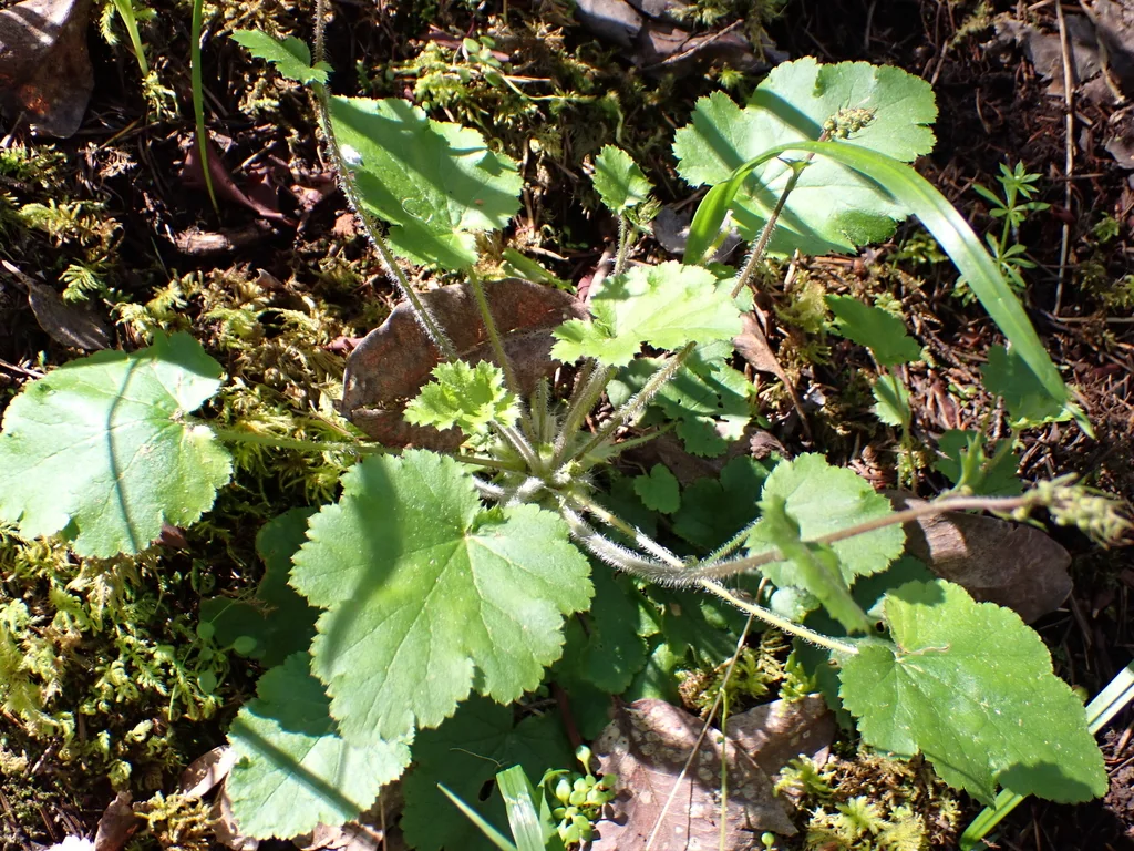 Heuchera Micrantha
