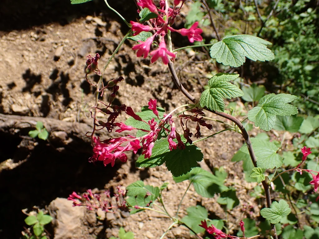 Ribes Sanguineum