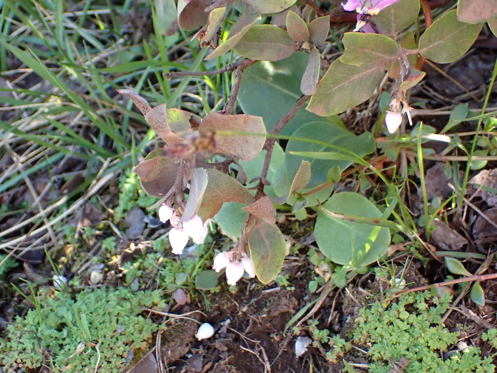 Arctostaphylos Columbiana