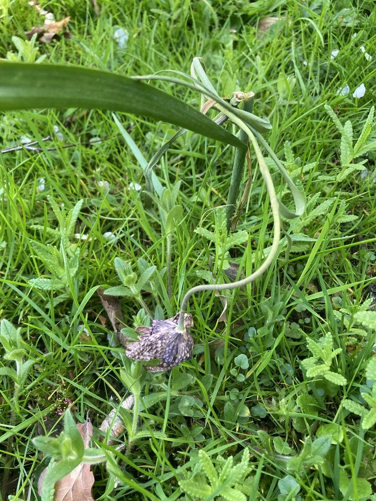 Fritillaria Meleagris