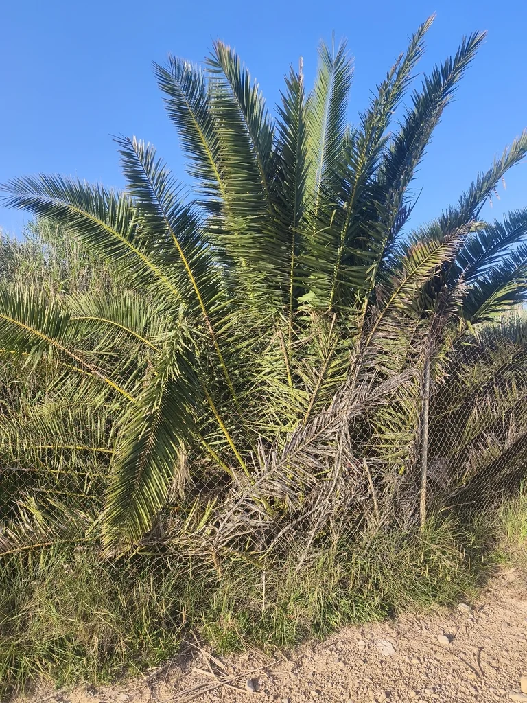 Phoenix Canariensis