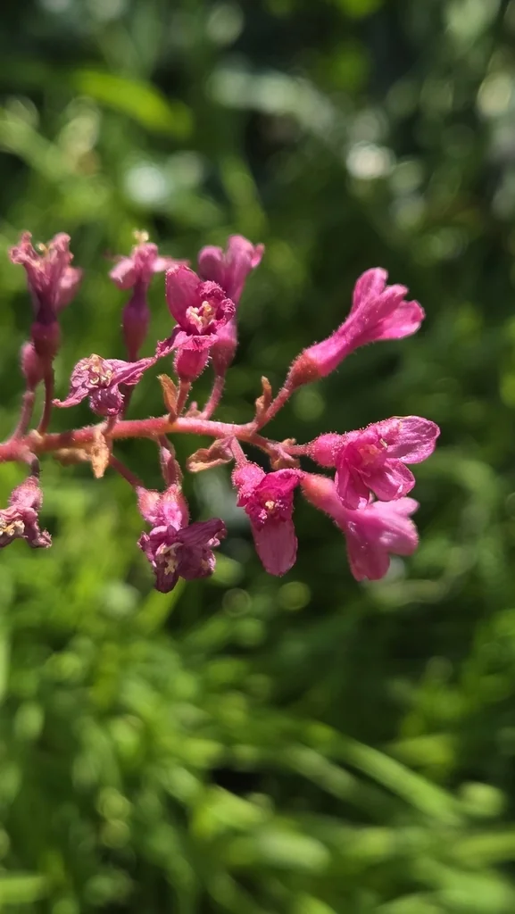Ribes Sanguineum