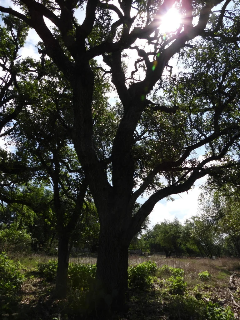 Quercus Fusiformis