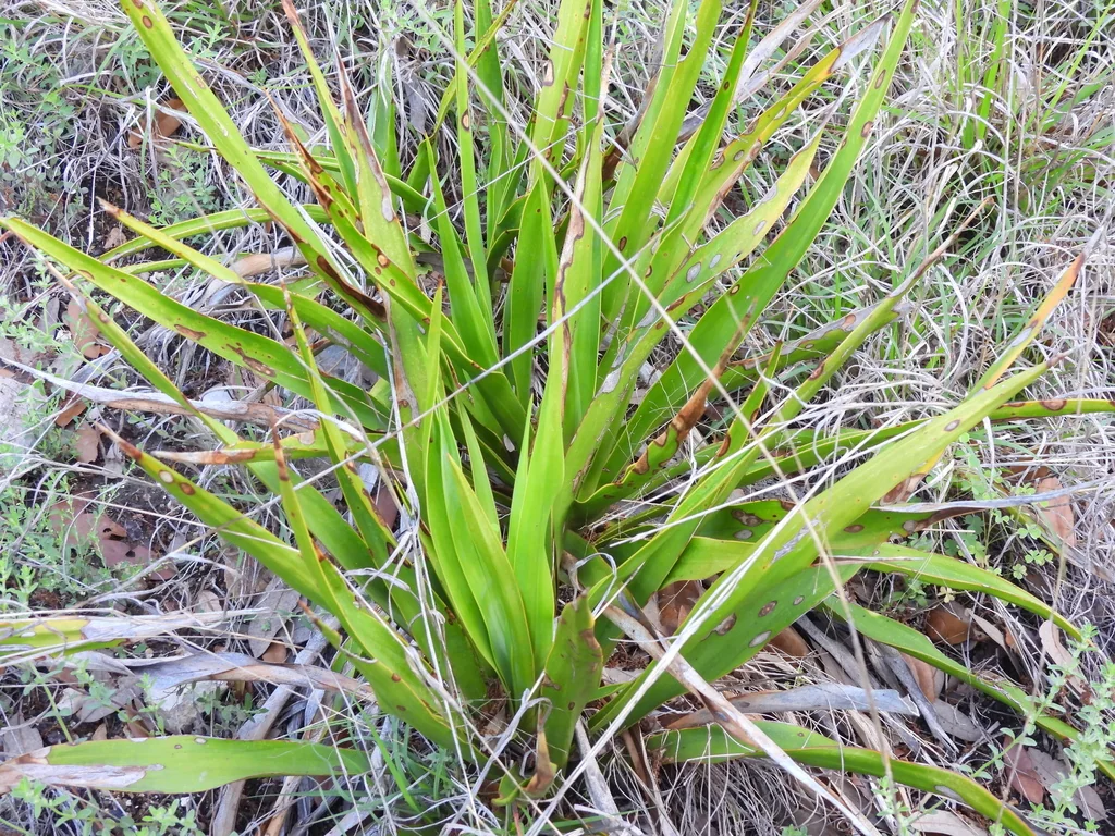 Yucca Rupicola