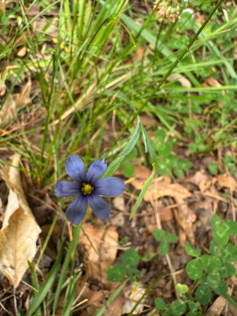 Sisyrinchium Angustifolium