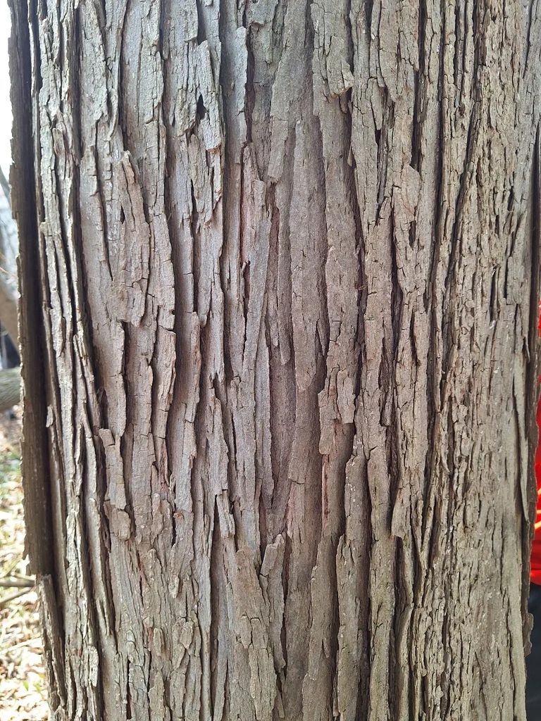 Ulmus Rubra