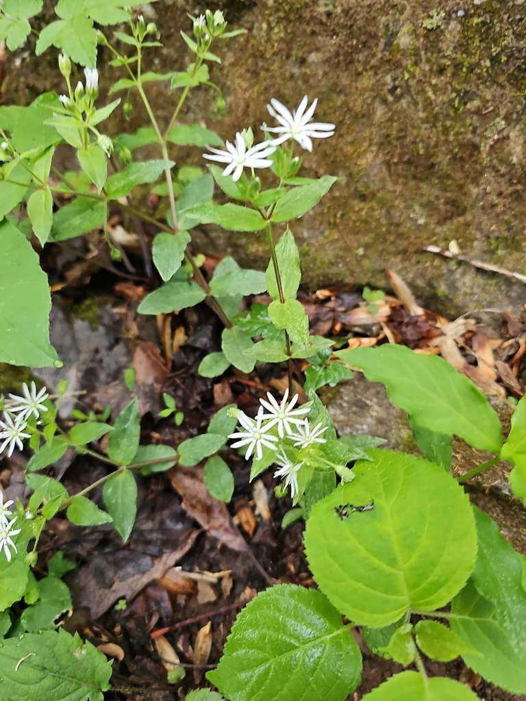 Stellaria Pubera