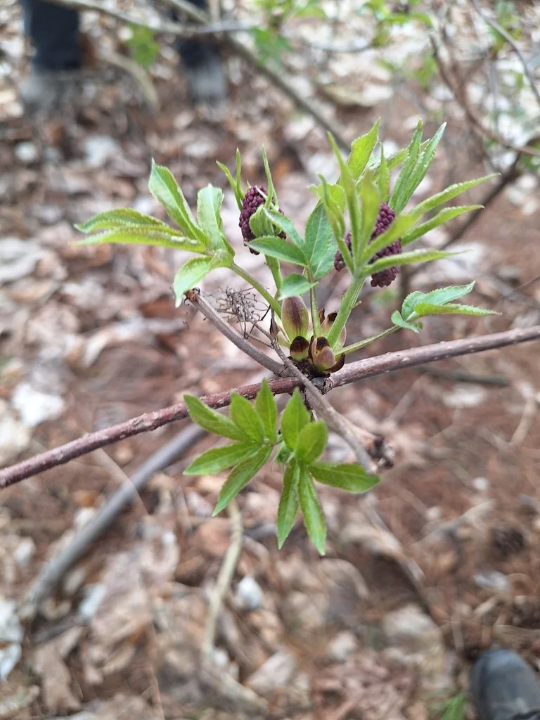 Sambucus Pubens