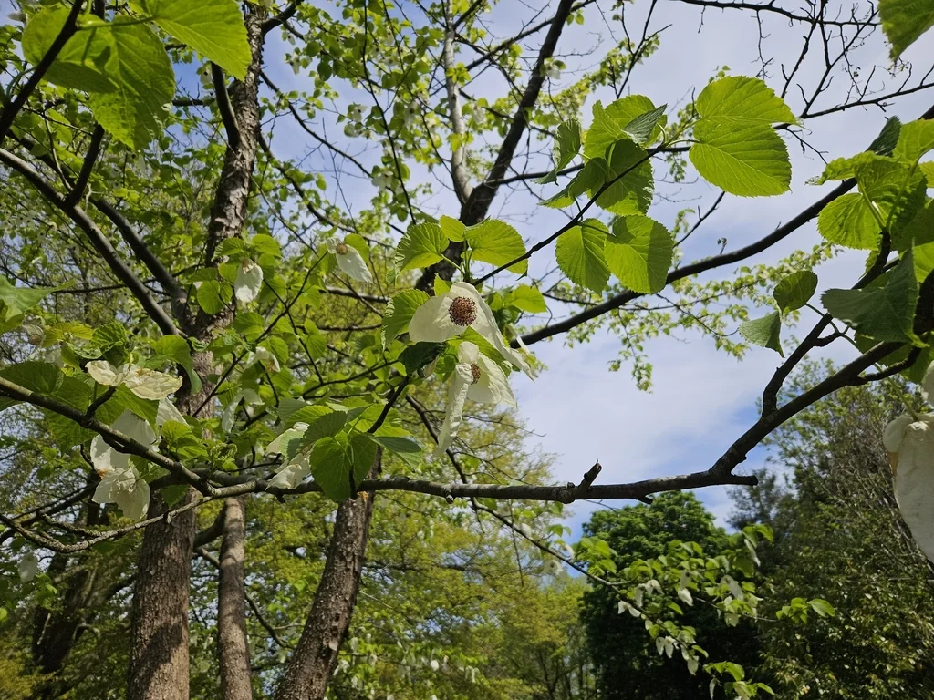 Davidia Involucrata
