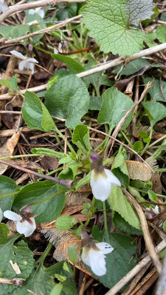 Viola Odorata