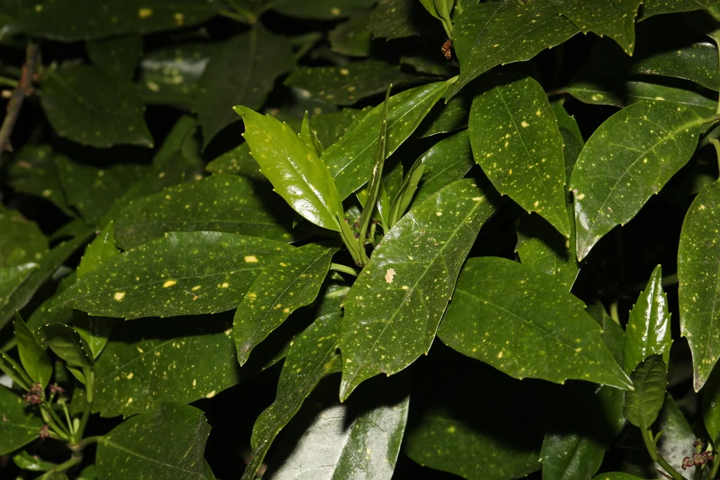 Aucuba Japonica
