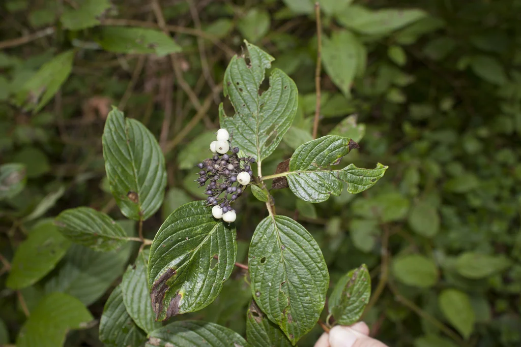 Cornus Sericea Ssp. Occidentalis