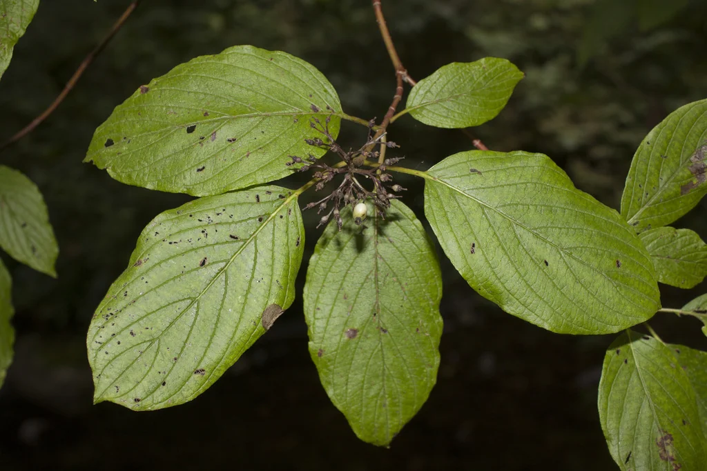 Cornus Sericea Ssp. Occidentalis